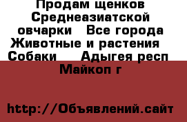 Продам щенков Среднеазиатской овчарки - Все города Животные и растения » Собаки   . Адыгея респ.,Майкоп г.